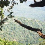 nature-09