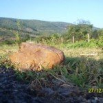 nature-1