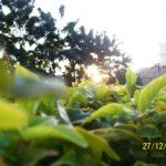 nature-3