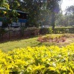 nature-6