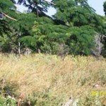 nature-9