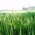 mulakkarai 8 150x150 My Trip To Native Place