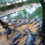 My Trip To kovalam beach and crocodile park DSC06024 150x150 My Trip To kovalam beach and crocodile park