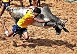 Young Indians Saving Jallikattu